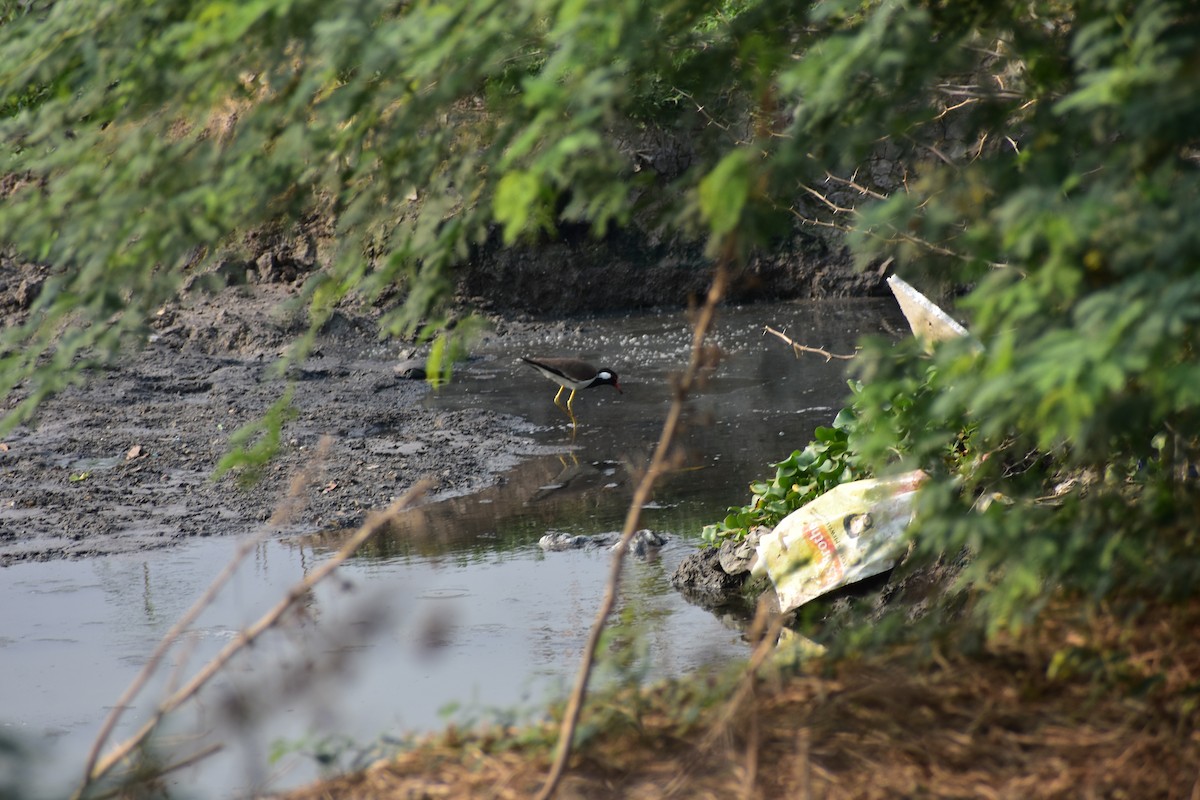 Red-wattled Lapwing - ML646389882