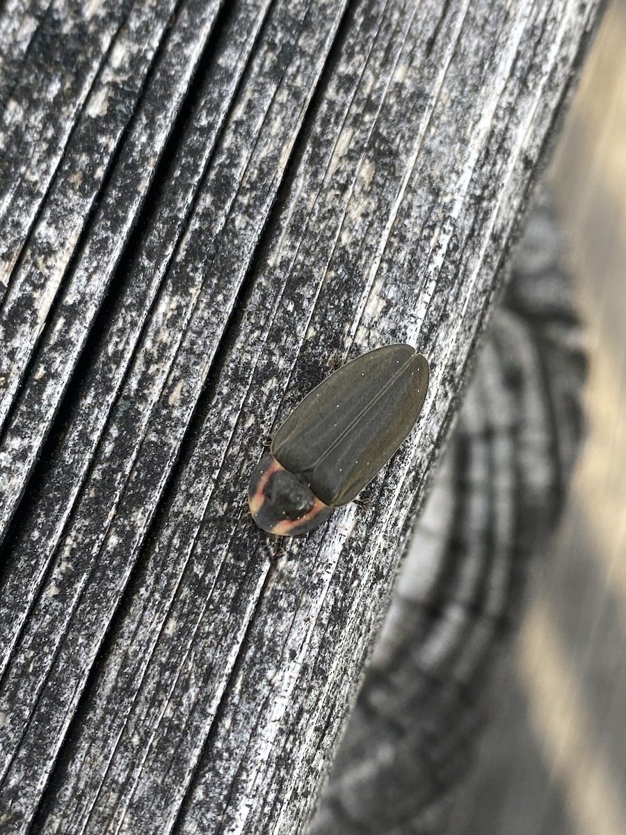 昆虫綱 - ML646389885