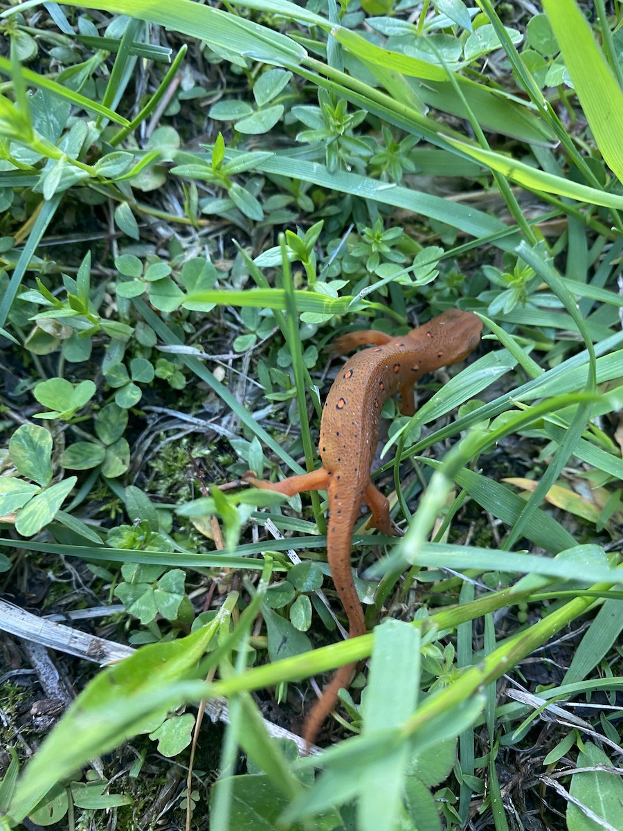 ブチイモリ - ML646389886