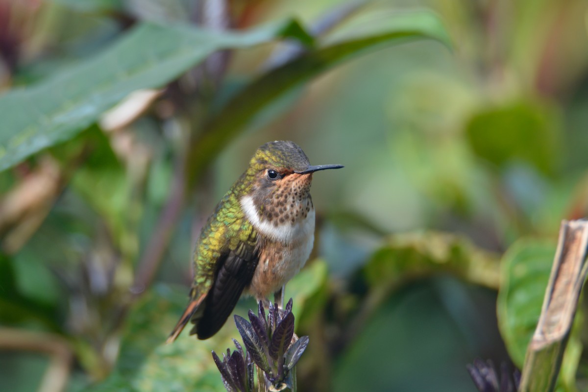 Volcano Hummingbird - ML646389887