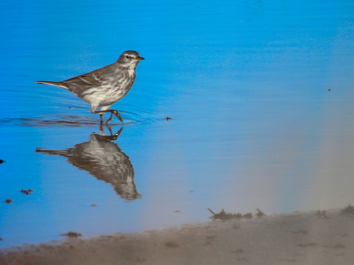 Water Pipit - ML646389890