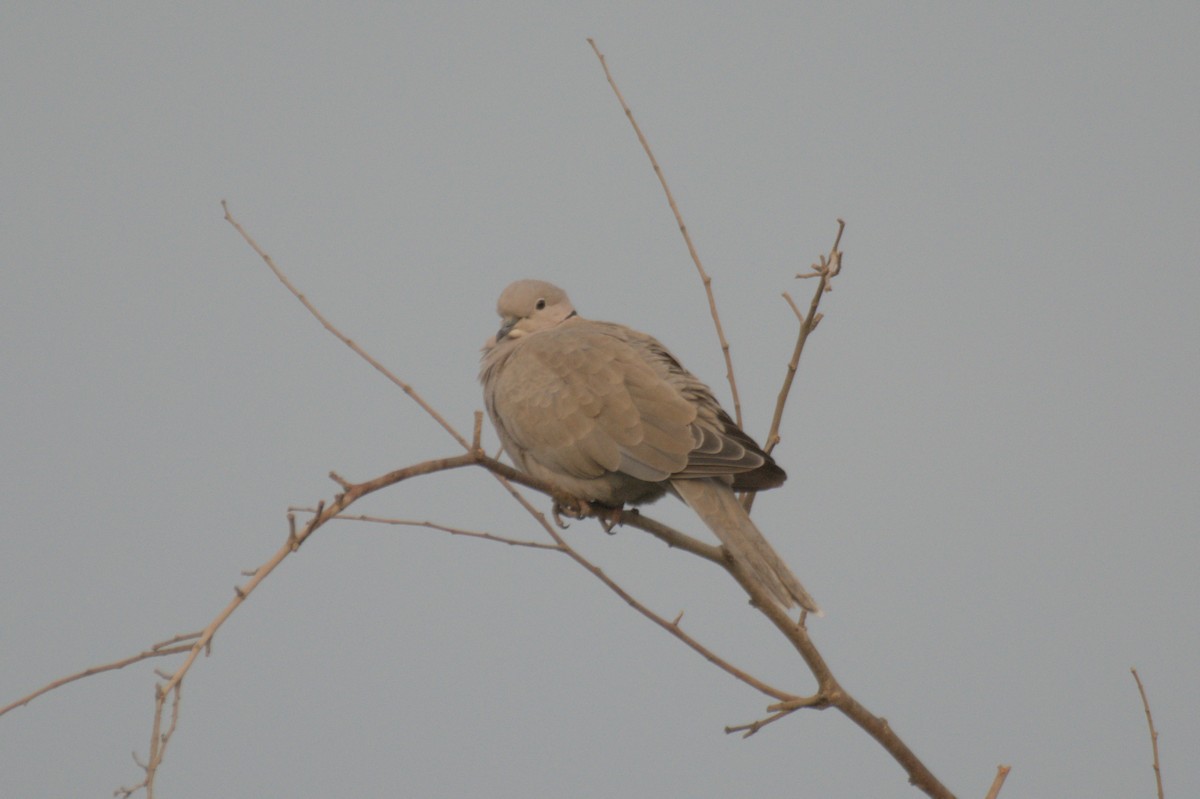 Eurasian Collared-Dove - ML646389892