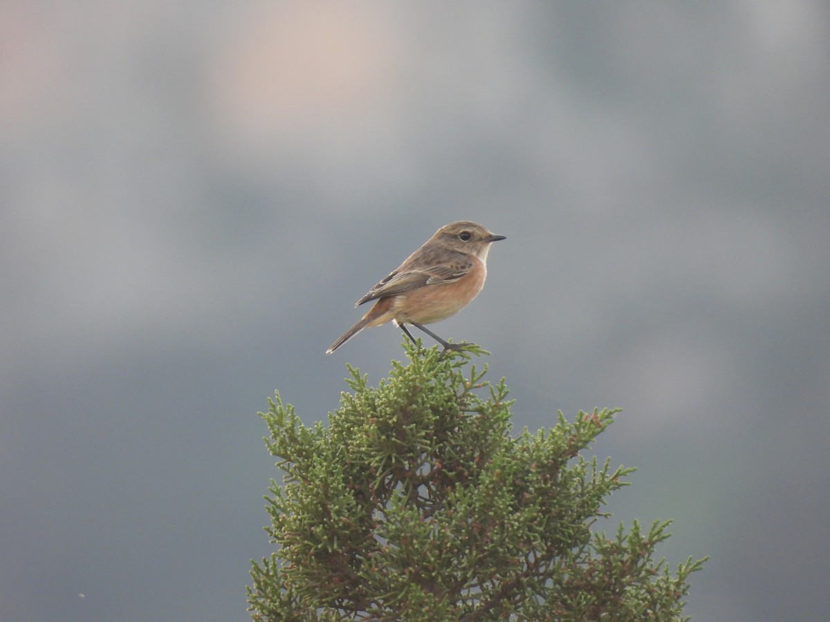 European Stonechat - ML646389893