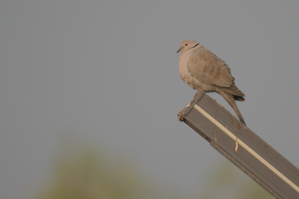Eurasian Collared-Dove - ML646389894