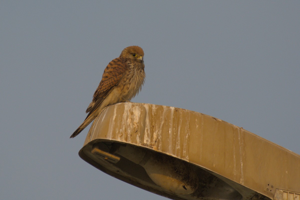 Eurasian Kestrel - ML646389902
