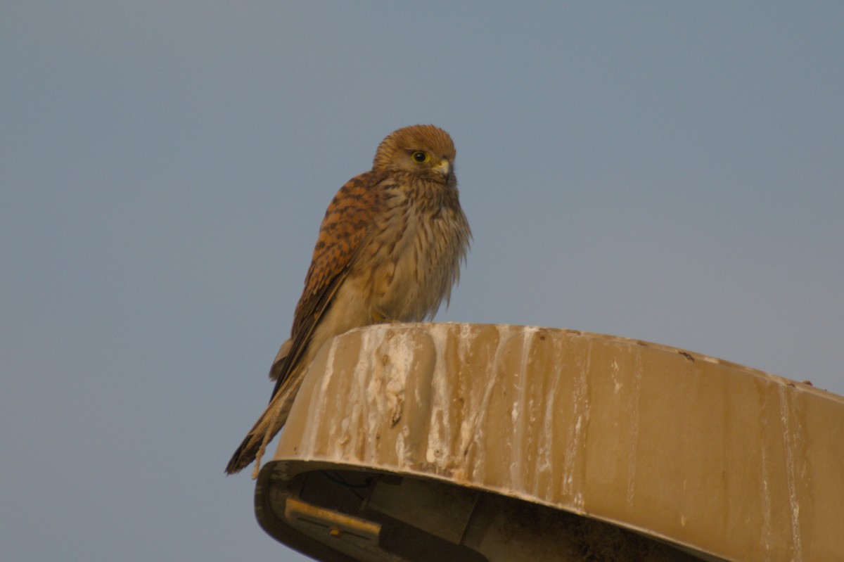 Eurasian Kestrel - ML646389904