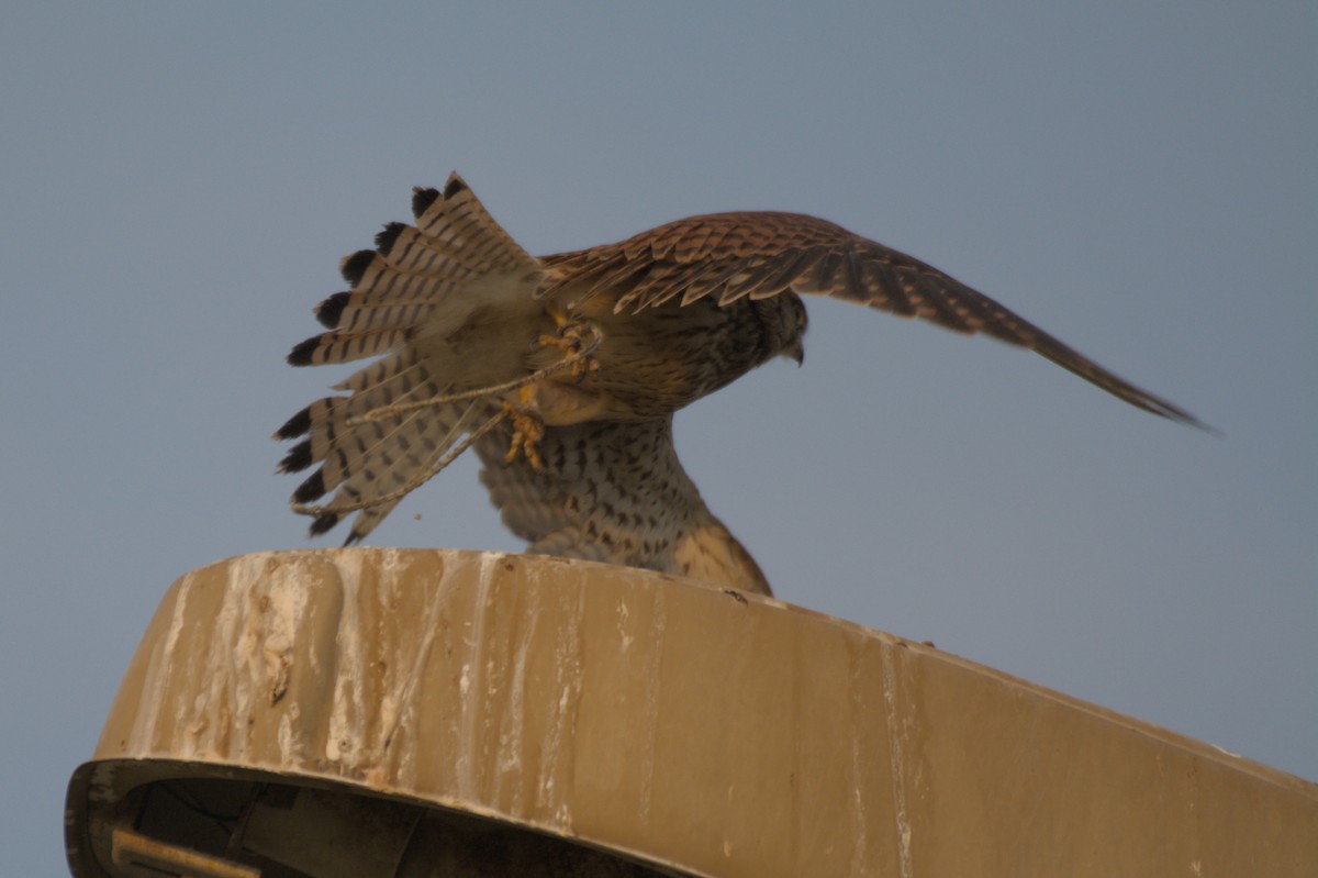 Eurasian Kestrel - ML646389906