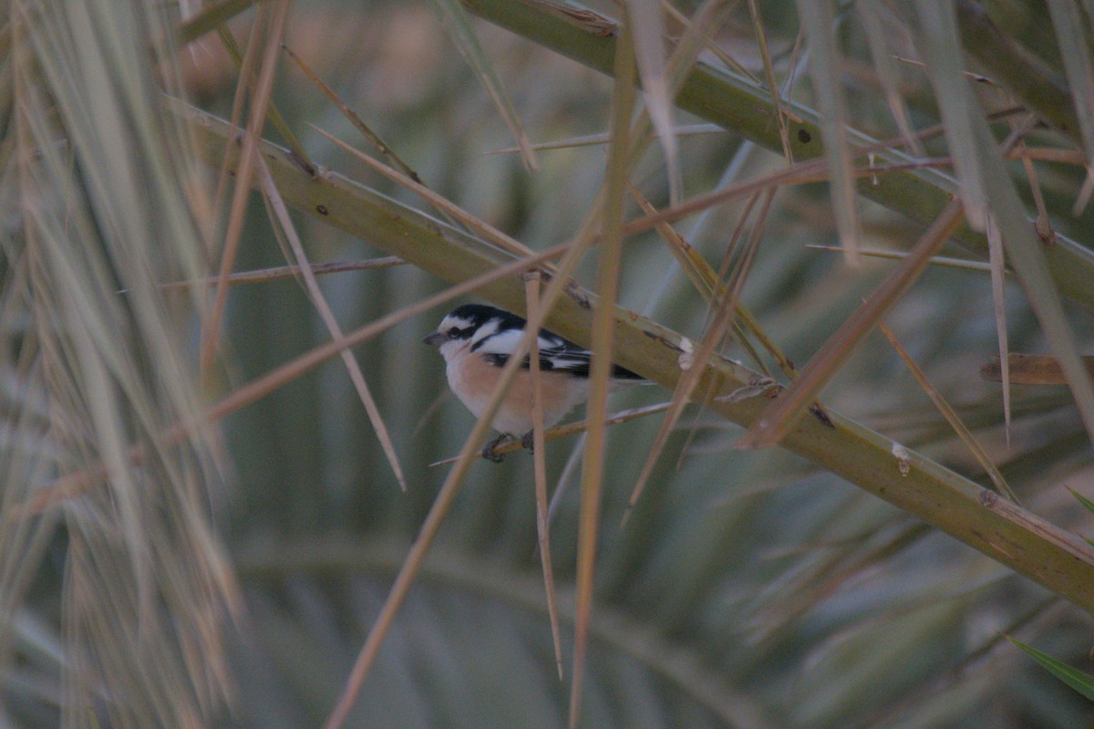 Masked Shrike - ML646389925
