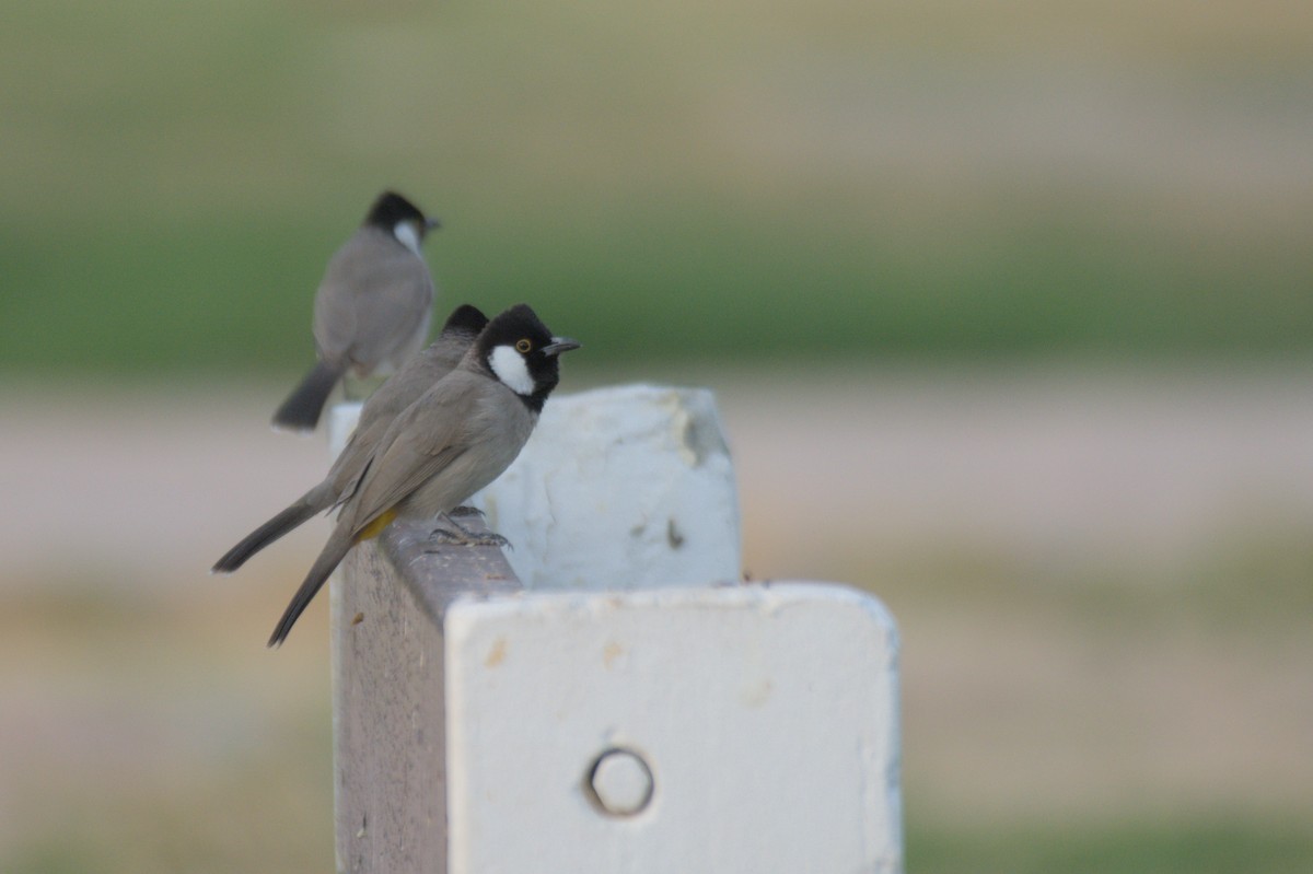 White-eared Bulbul - ML646389926