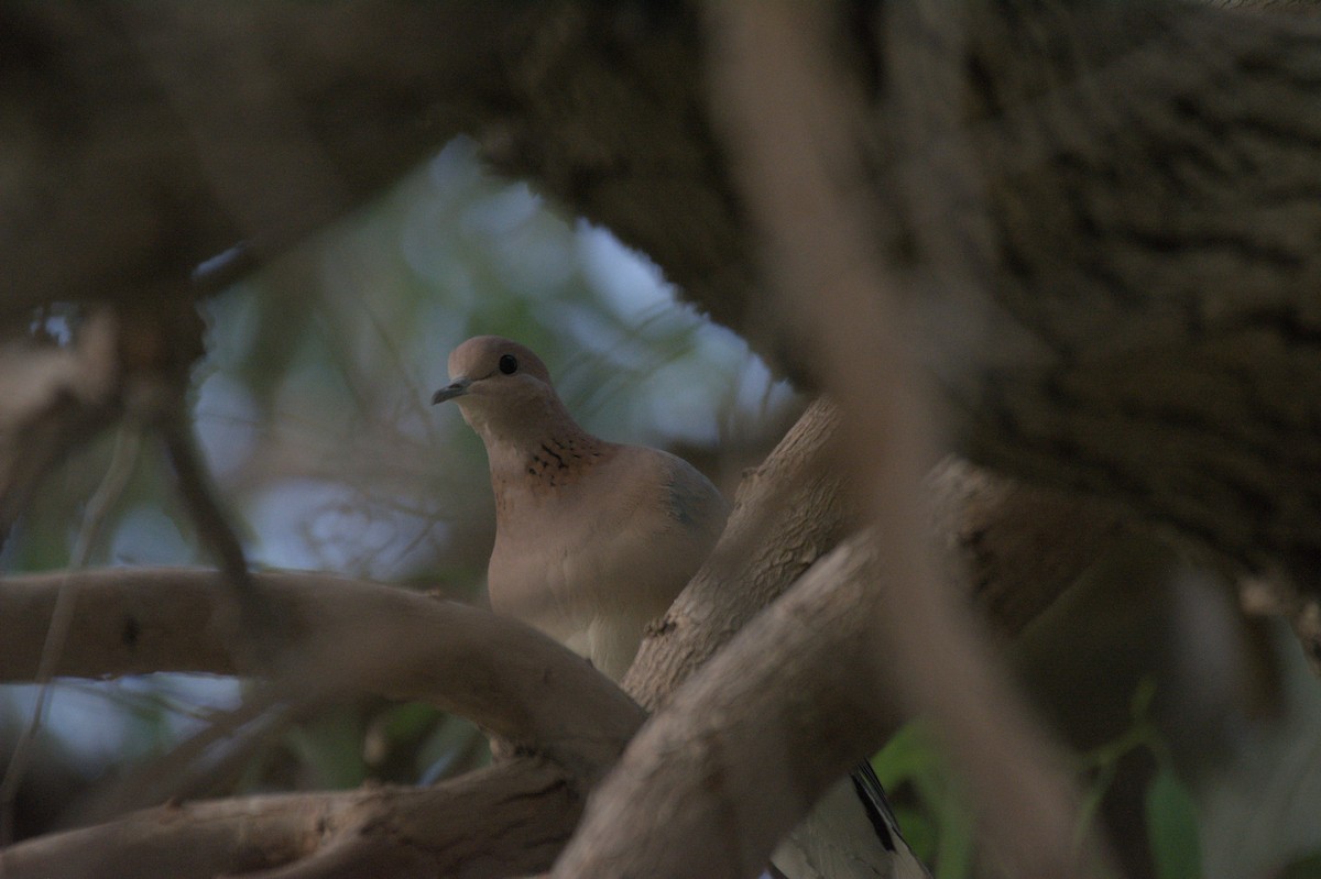 Laughing Dove - ML646389928