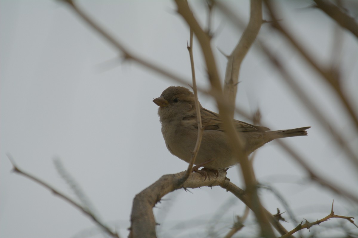 House Sparrow - ML646389929