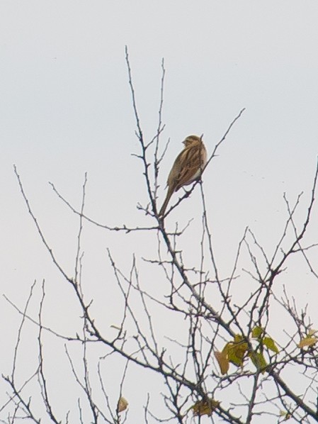 Reed Bunting - ML646389930