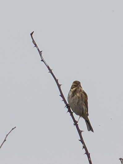 Reed Bunting - ML646389931