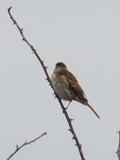 Reed Bunting - ML646389933