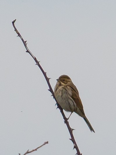 Reed Bunting - ML646389934