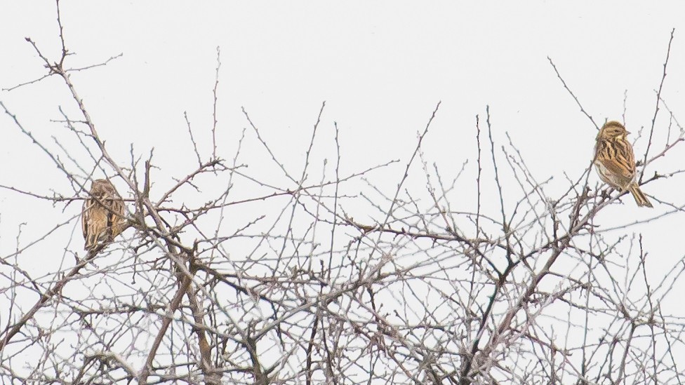 Reed Bunting - ML646389935