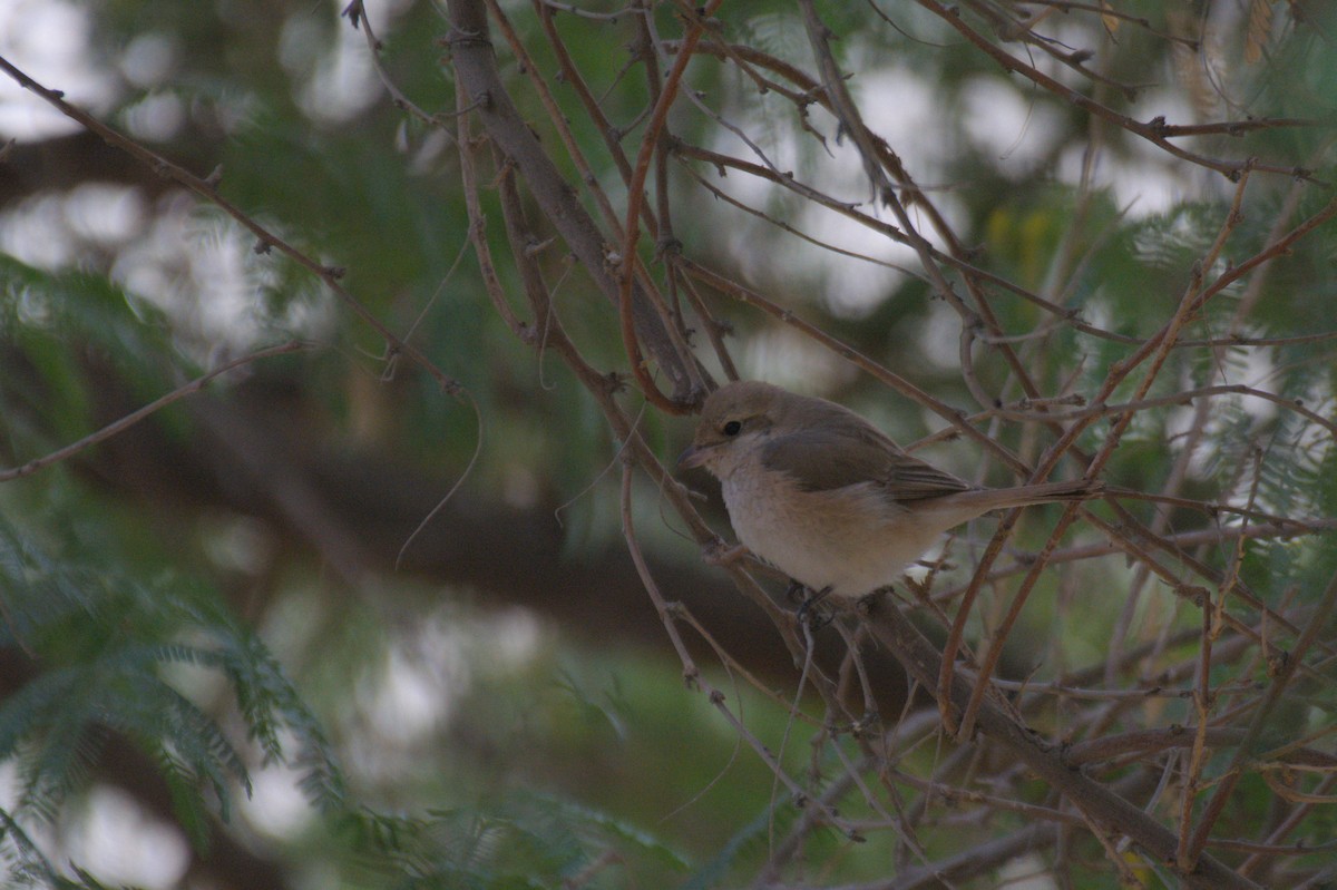 shrike sp. - ML646389937