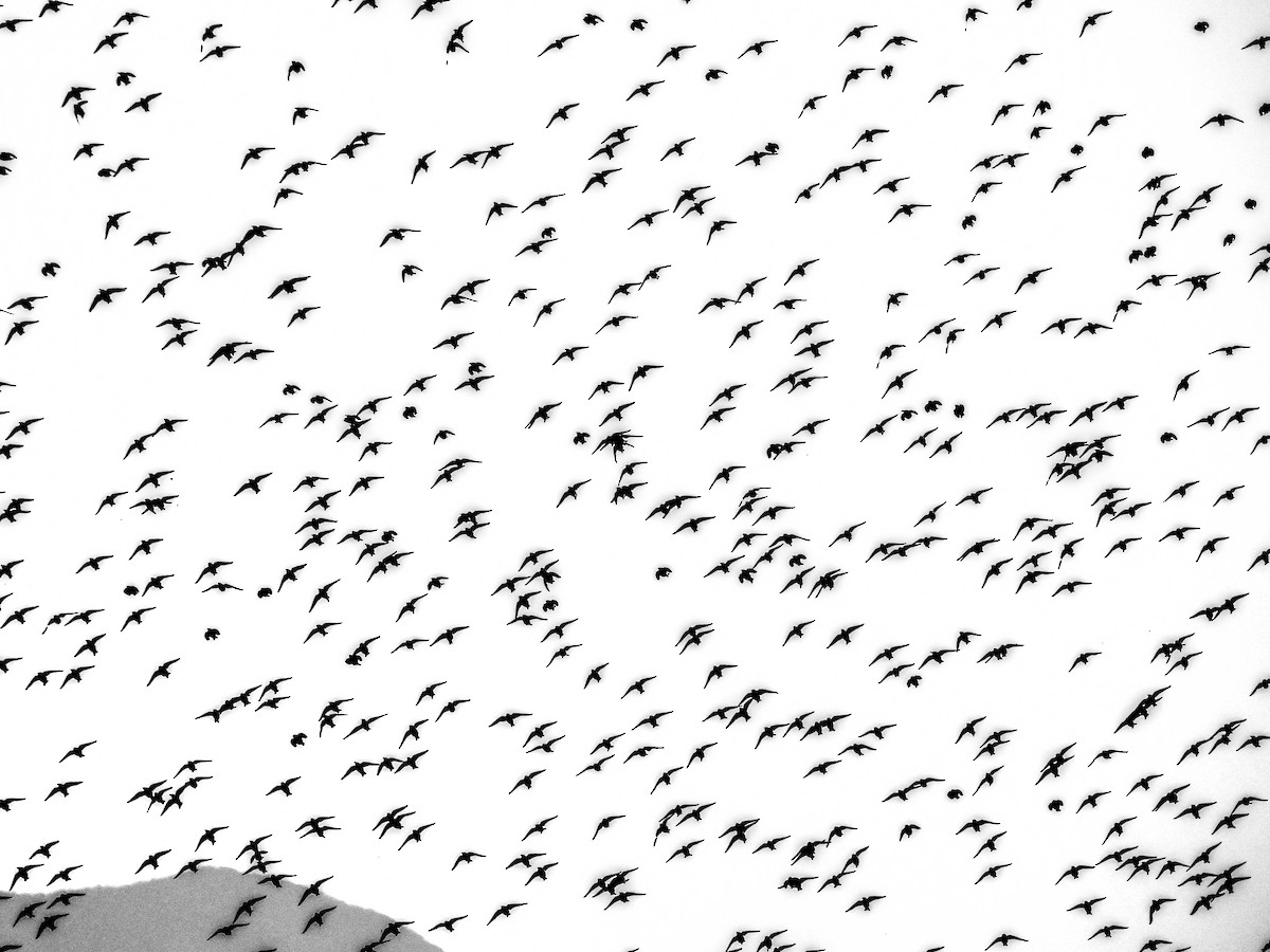 European Starling - ML646389939