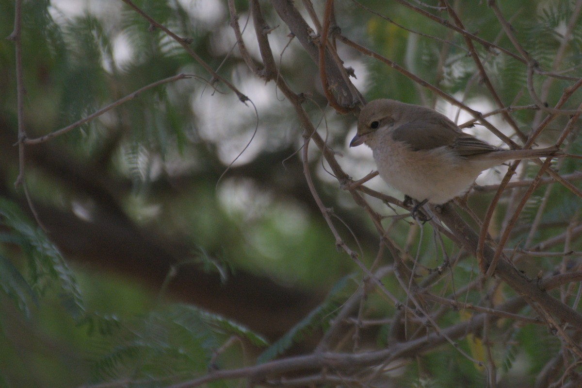 shrike sp. - ML646389940