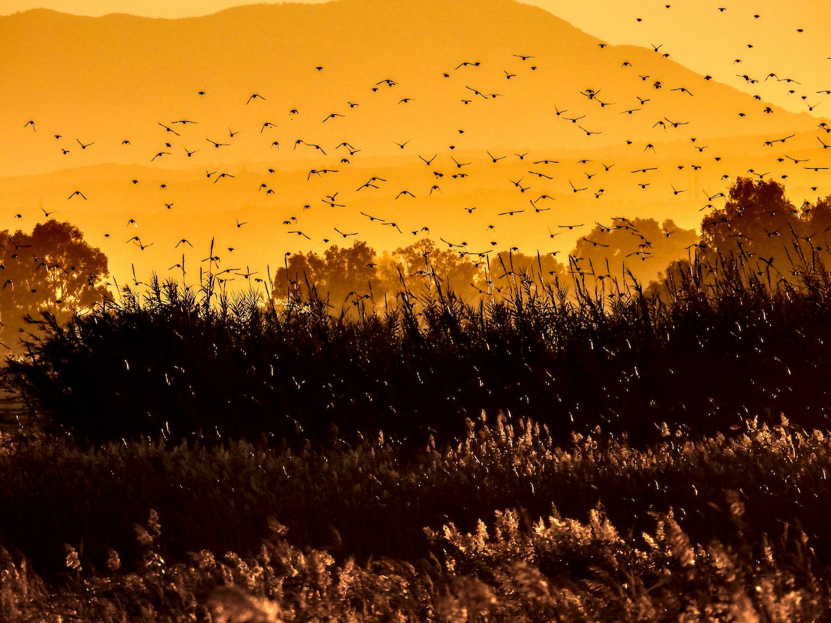 European Starling - ML646389941