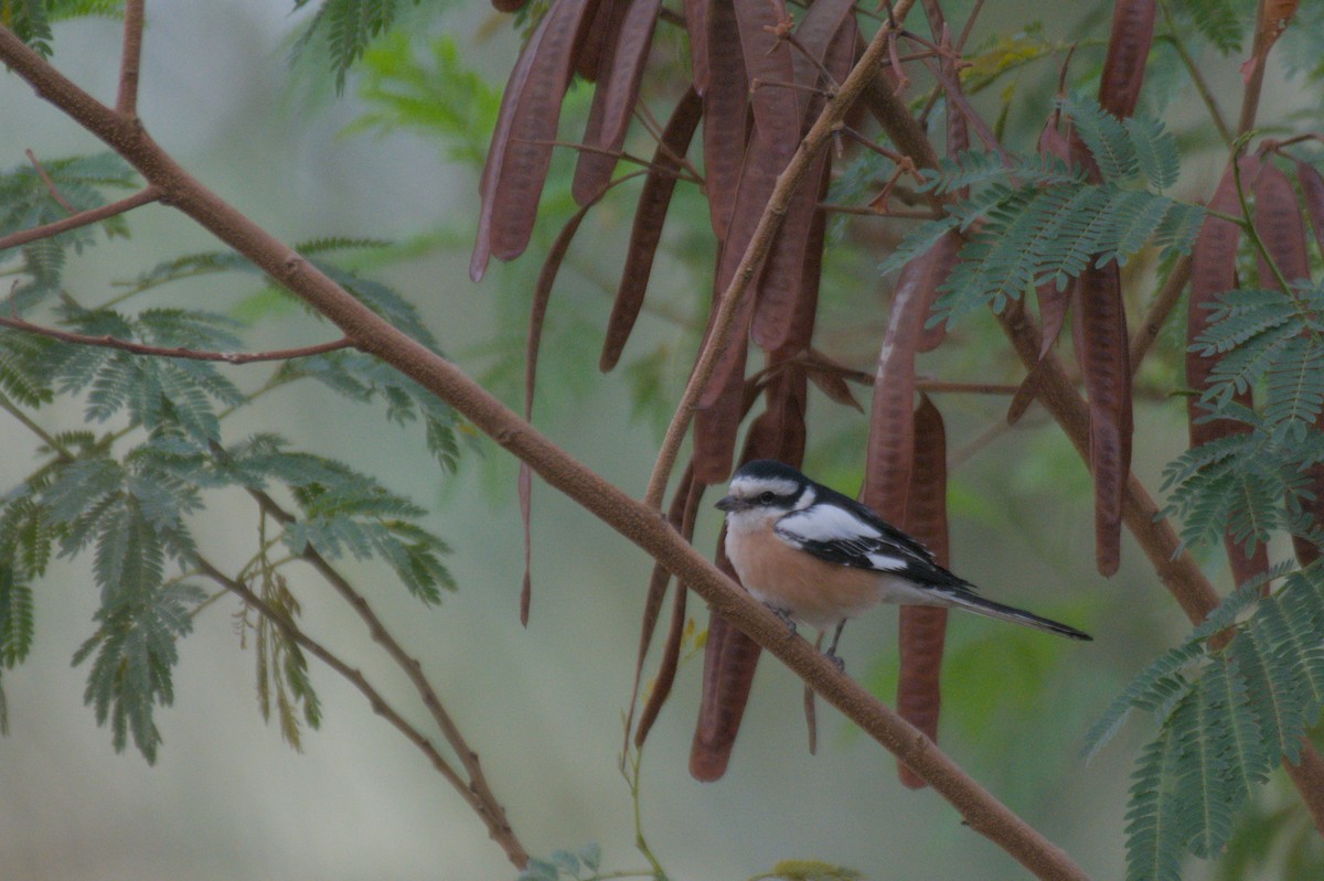 Masked Shrike - ML646389942