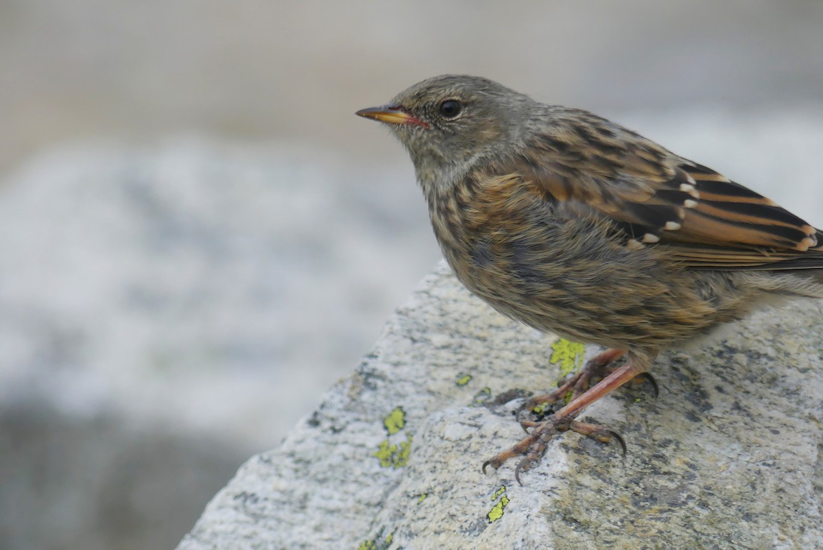Alpine Accentor - ML646389944