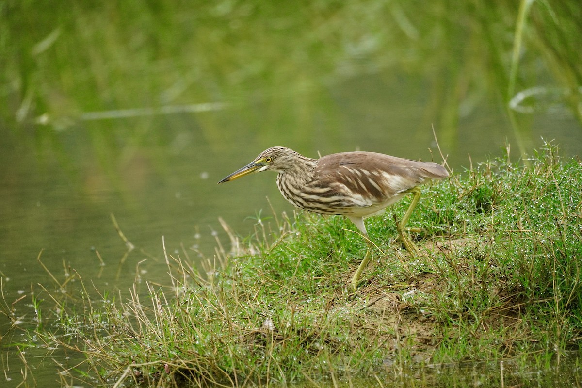Chinese Pond-Heron - ML646389945