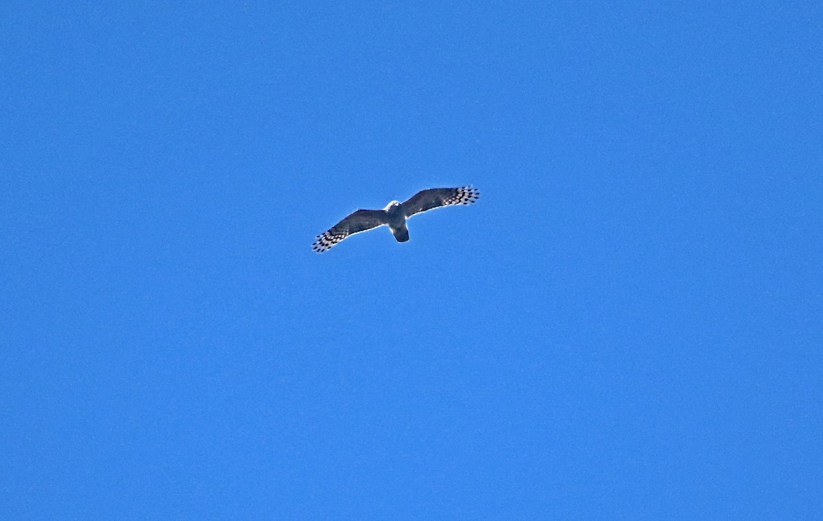 aviceda hnědohřbetá - ML646389948