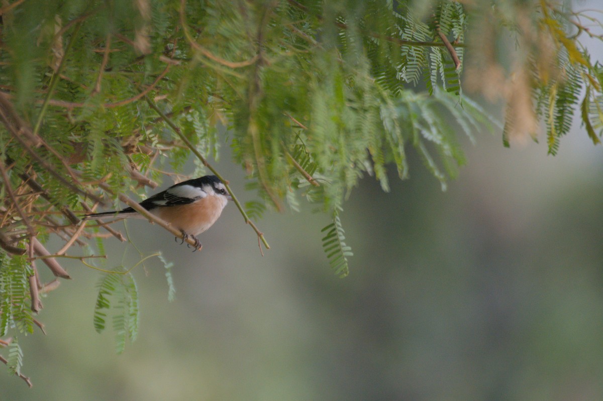 Masked Shrike - ML646389949