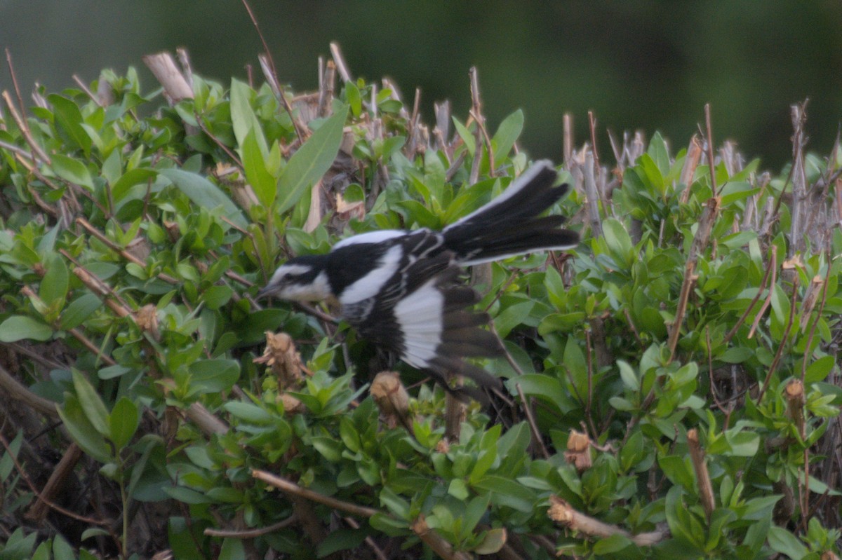 Masked Shrike - ML646389950