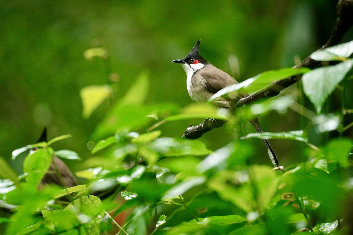 bulbul červenouchý - ML646389951