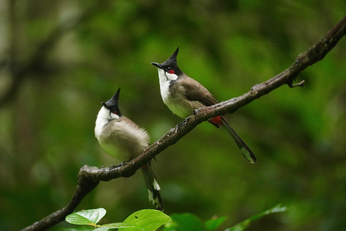 bulbul červenouchý - ML646389952