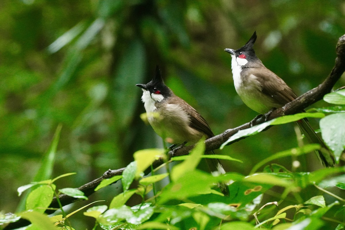 bulbul červenouchý - ML646389953