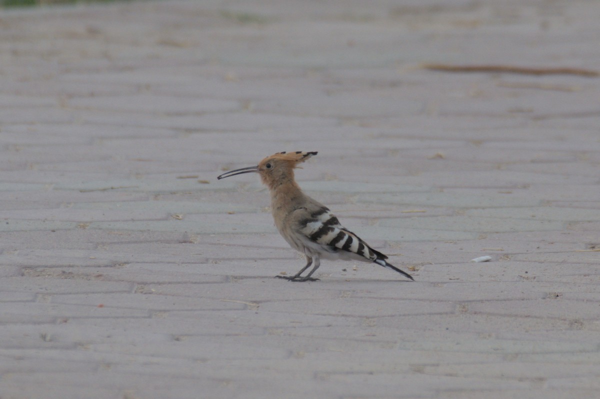 dudek chocholatý - ML646389954