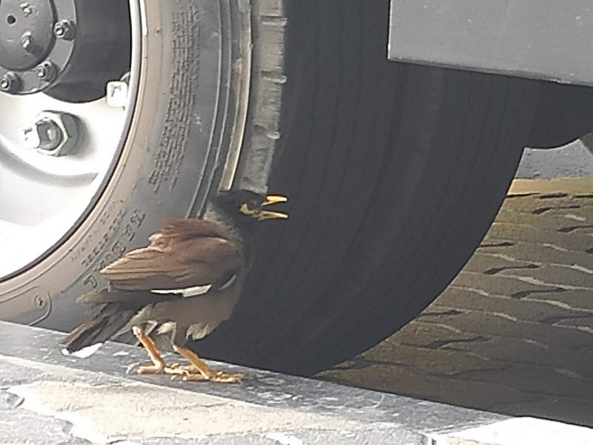 majna obecná - ML646389956