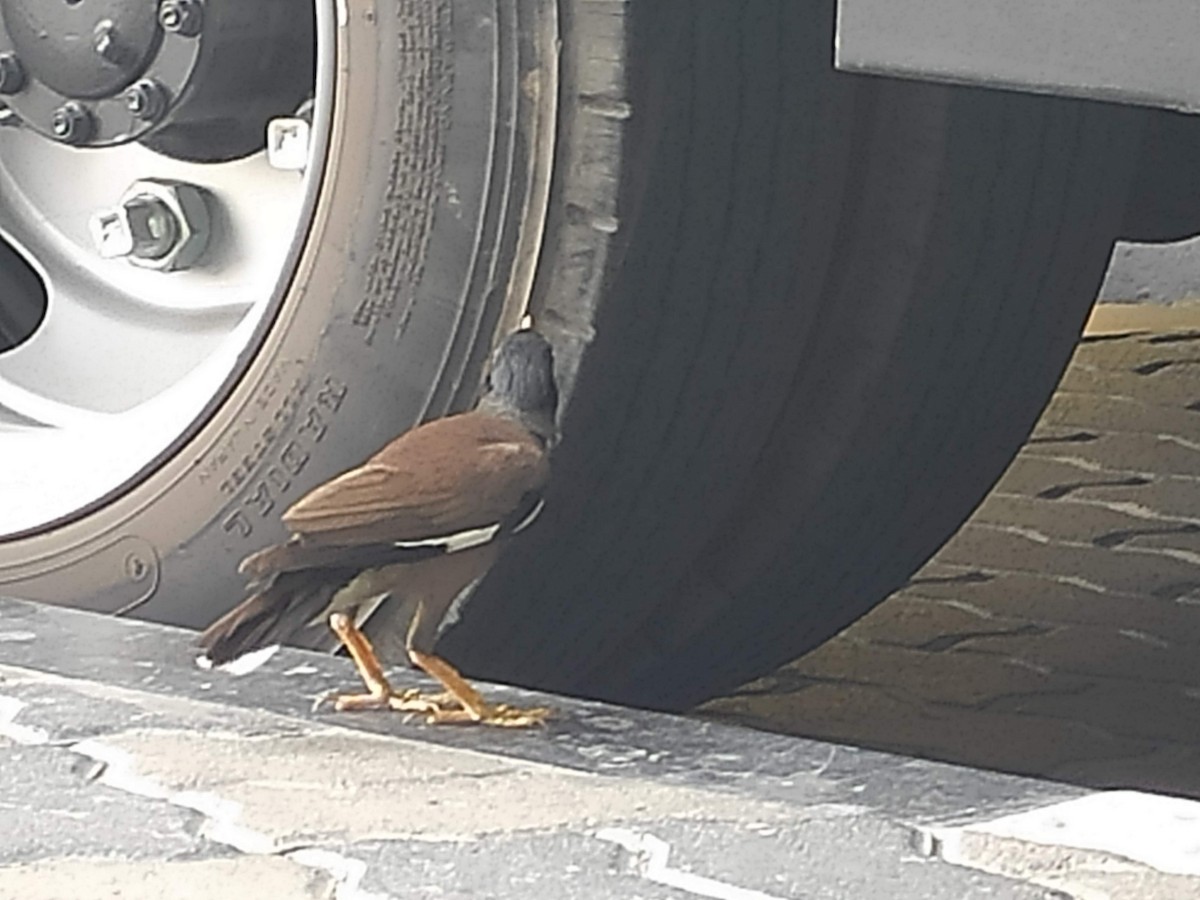 majna obecná - ML646389957