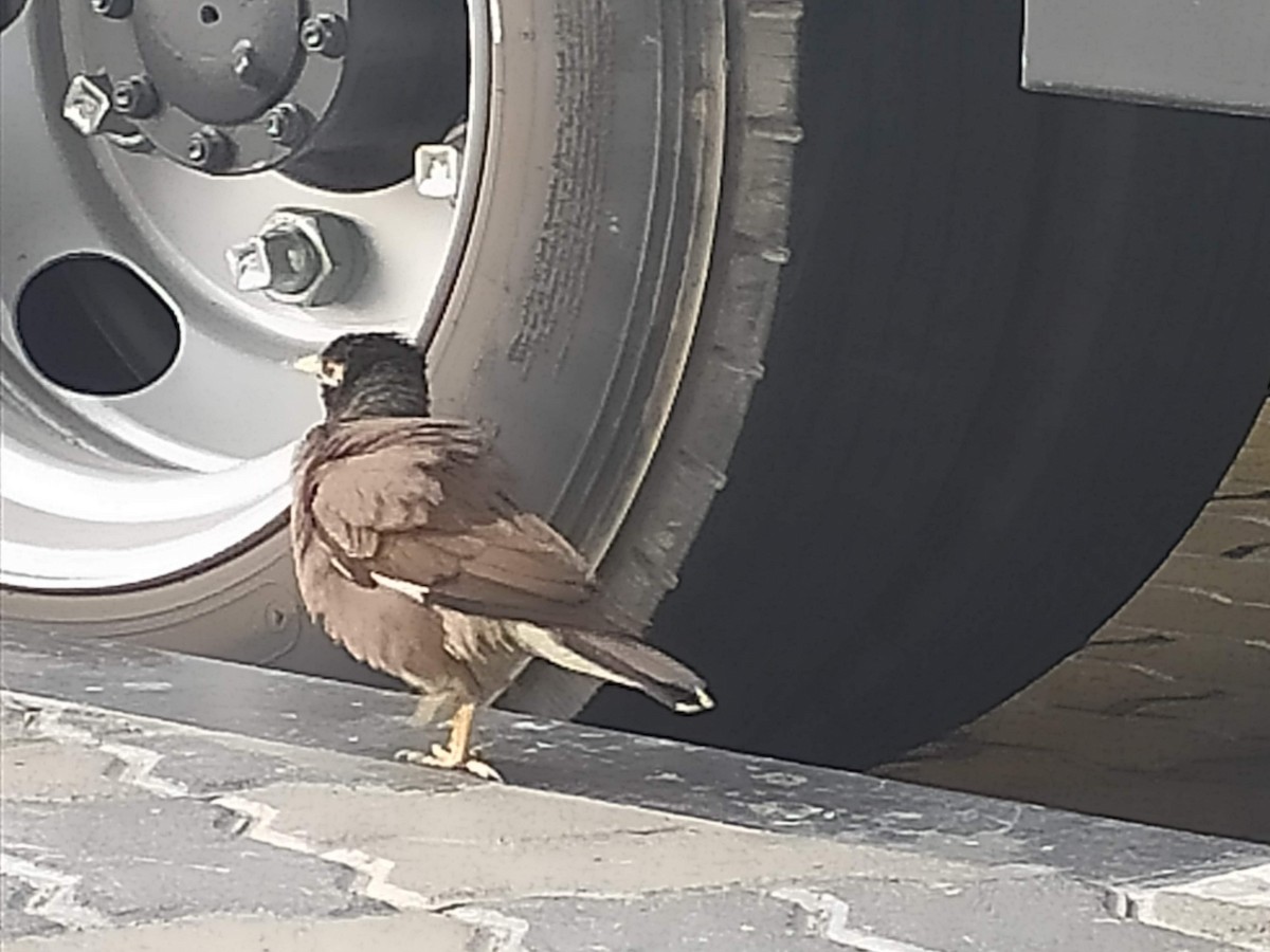 majna obecná - ML646389958