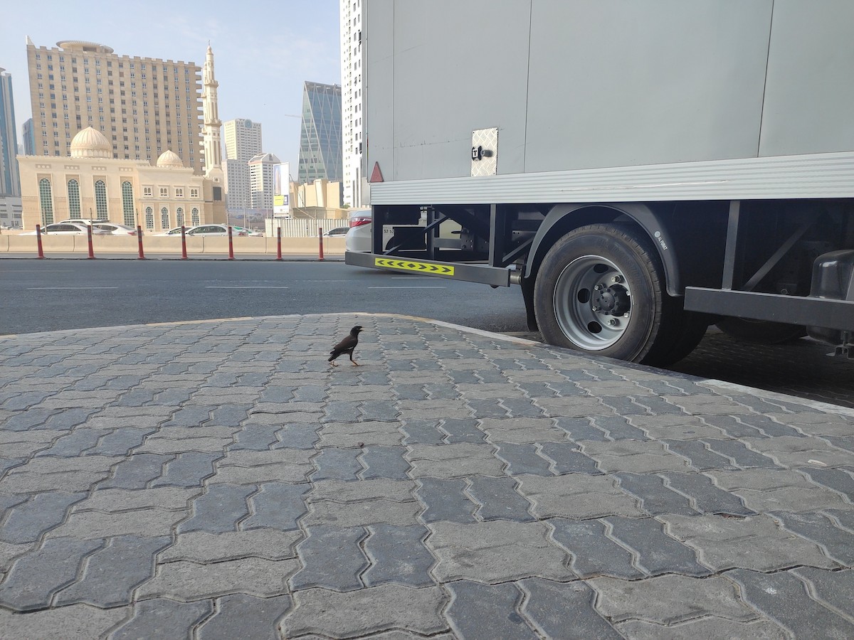 majna obecná - ML646389959