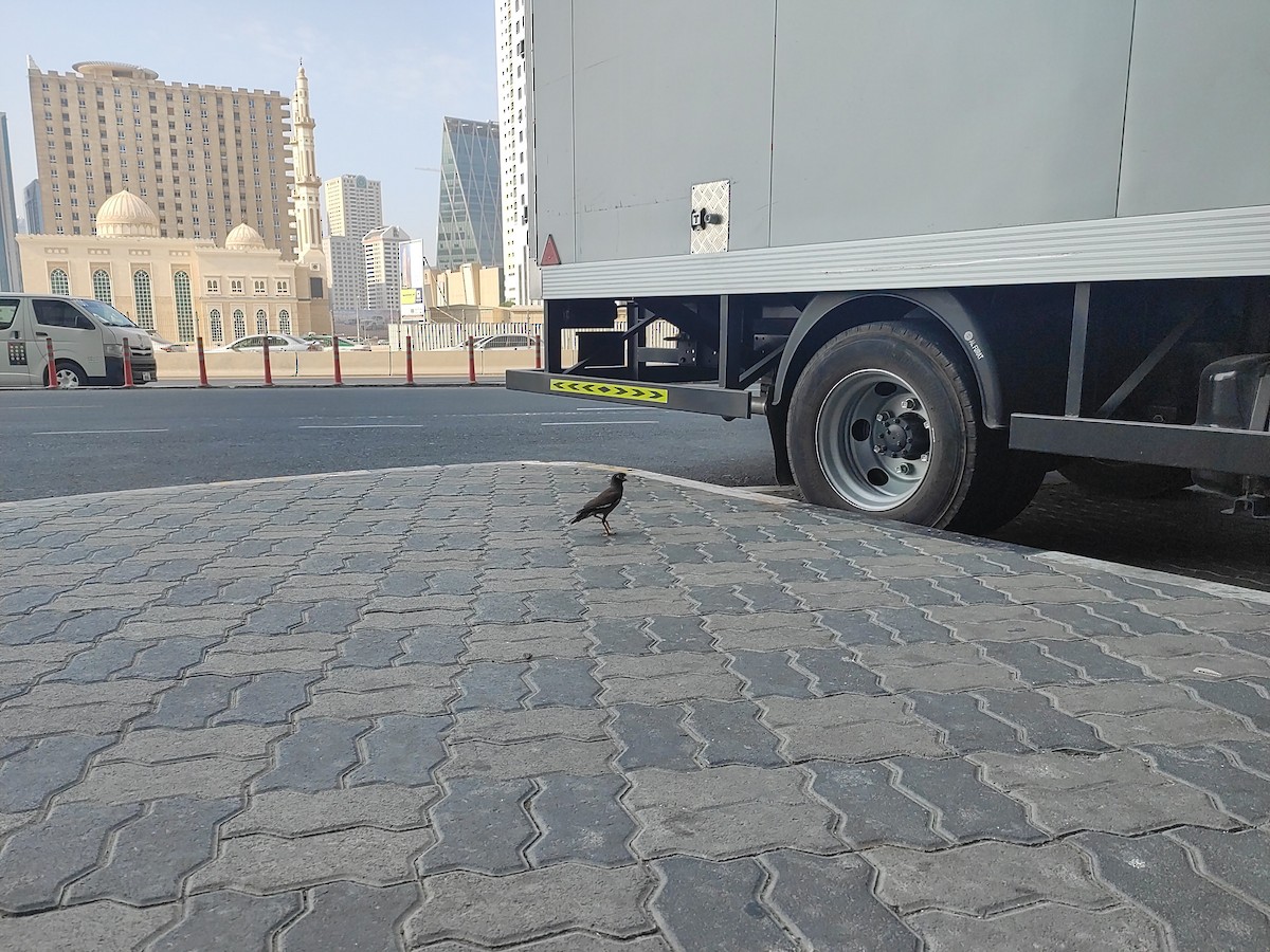 majna obecná - ML646389960