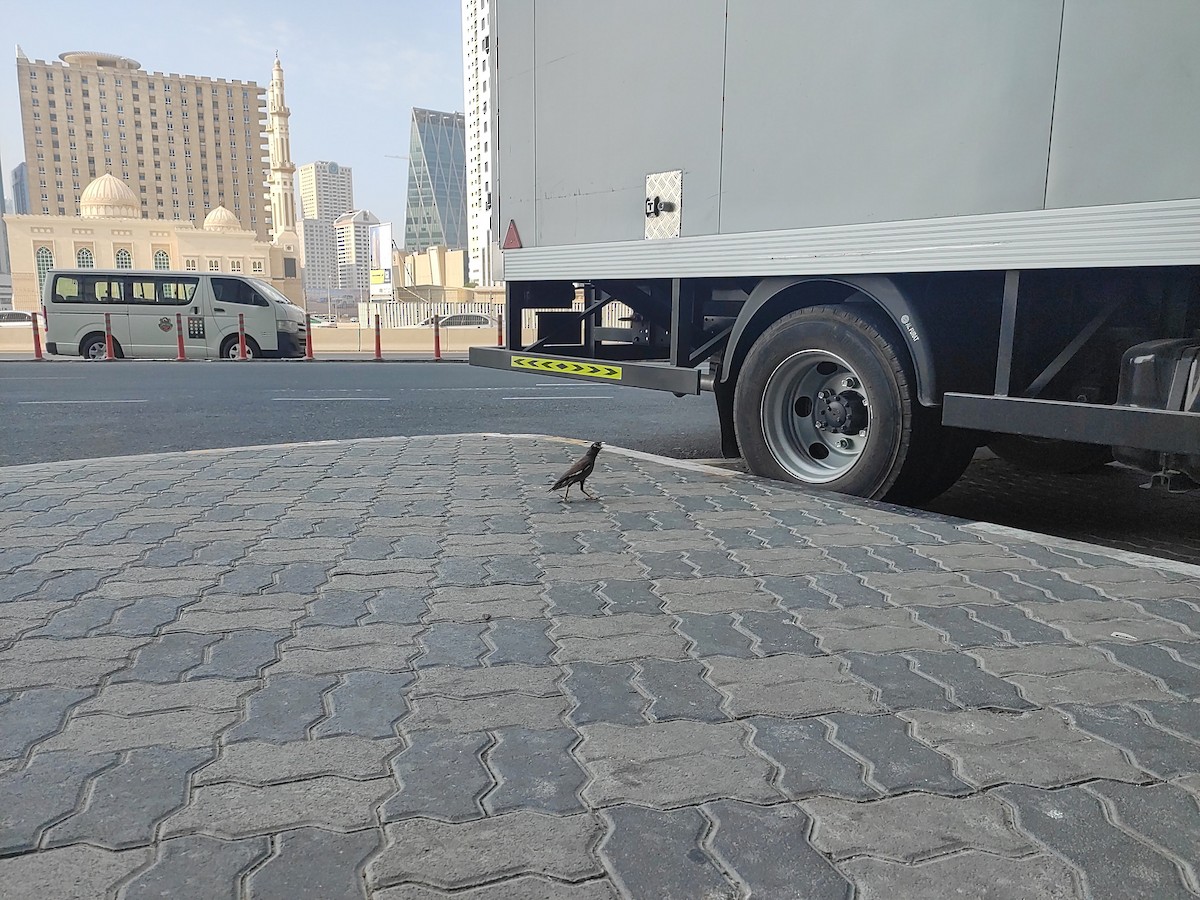 majna obecná - ML646389961