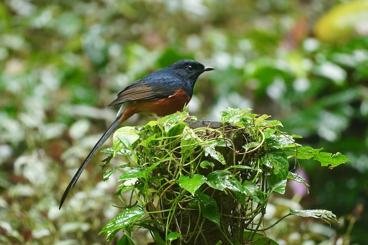 White-rumped Shama - ML646389962
