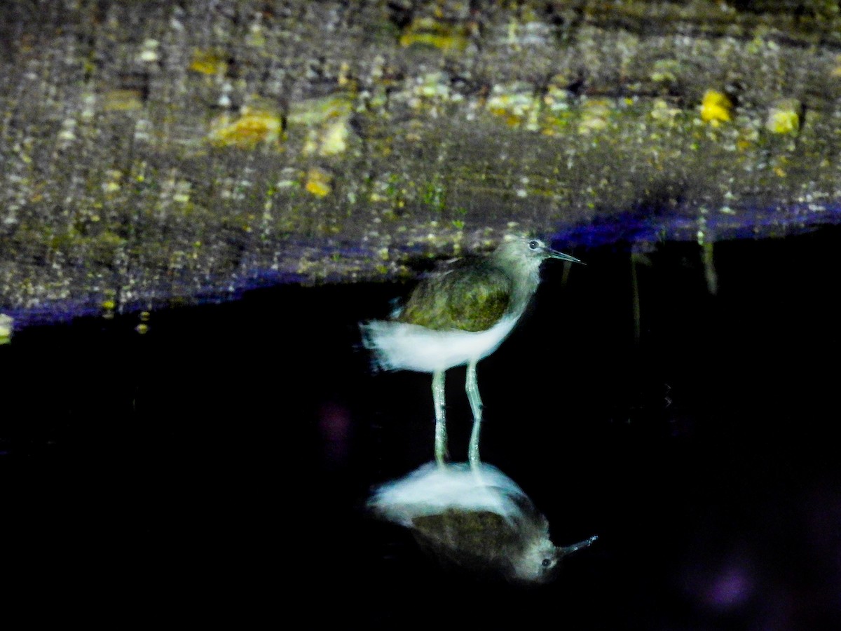 pisík obecný - ML646389964