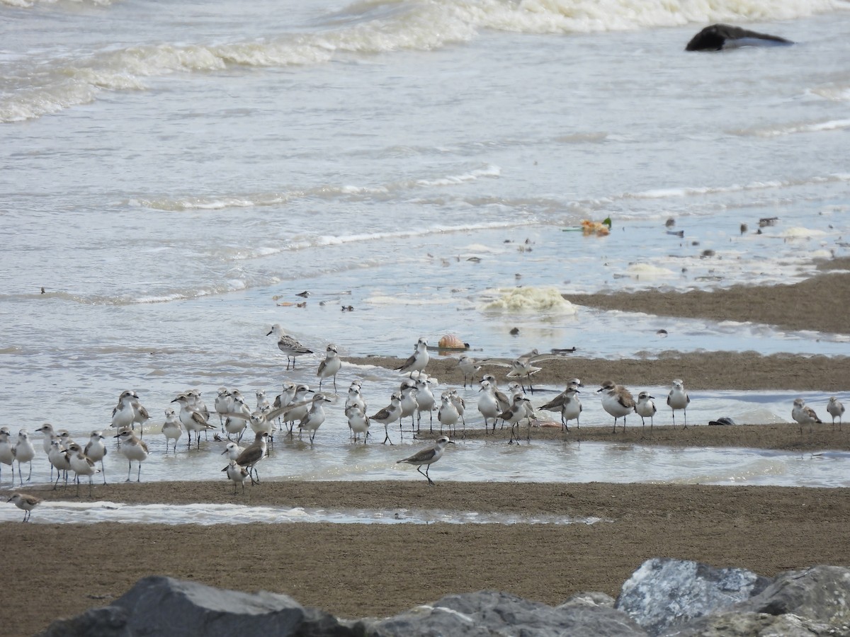 Tibetan Sand-Plover - ML646389967
