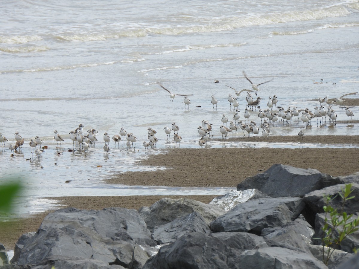 Tibetan Sand-Plover - ML646389968