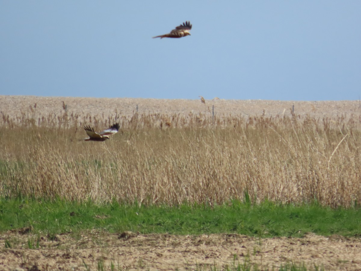 moták pochop - ML646389971