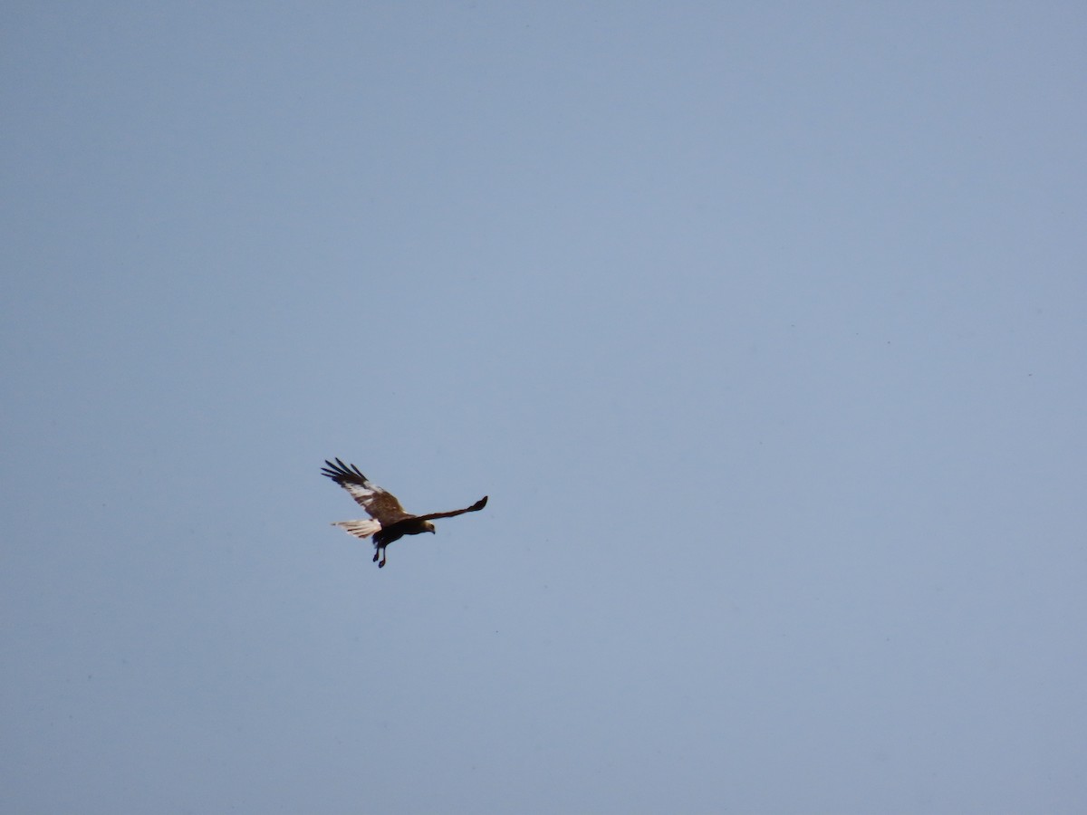 moták pochop - ML646389972