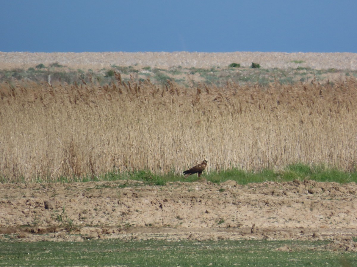 moták pochop - ML646389973