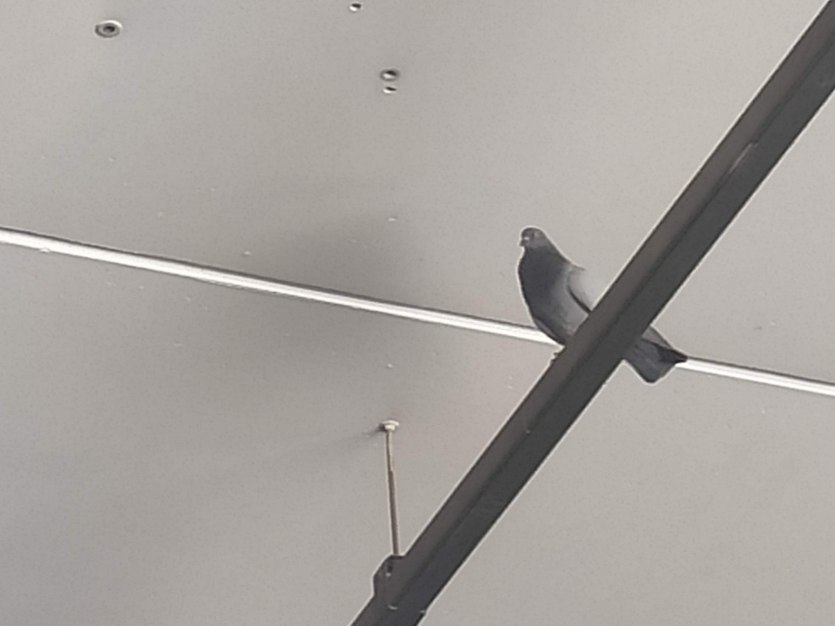 holub skalní (domácí) - ML646389975