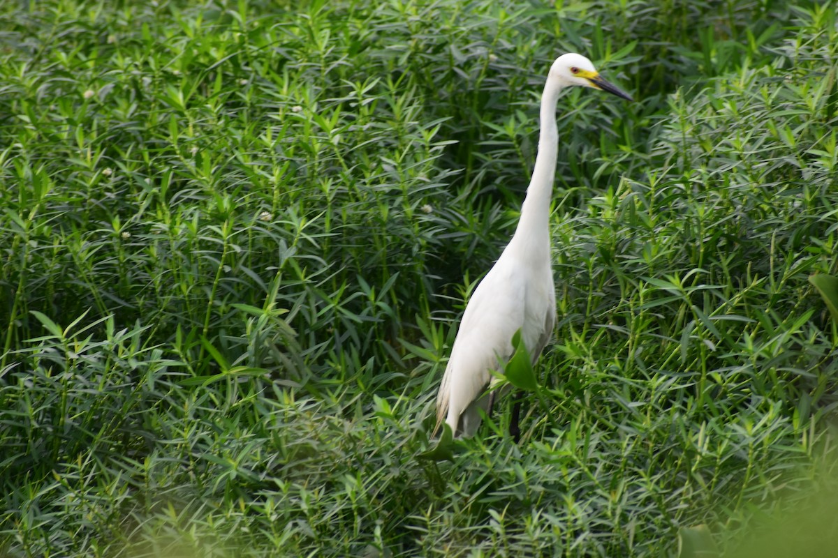 volavka prostřední - ML646389977