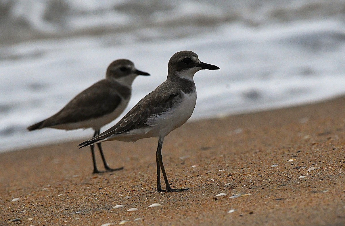 kulík větší - ML646389978